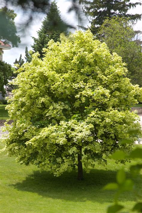 variegated norway maple tree
